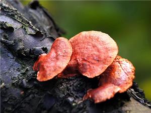 【源宇生物科技】為什么破壁靈芝孢子粉小孩不能吃？